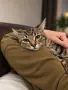 Подарявам котета/Котета търсят дом, снимка 1