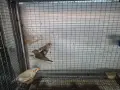 амадини зеброви амадини , снимка 3