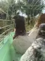 гълъби блондинети , снимка 5