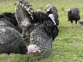 пуйки / мисирки / пуяци, снимка 3