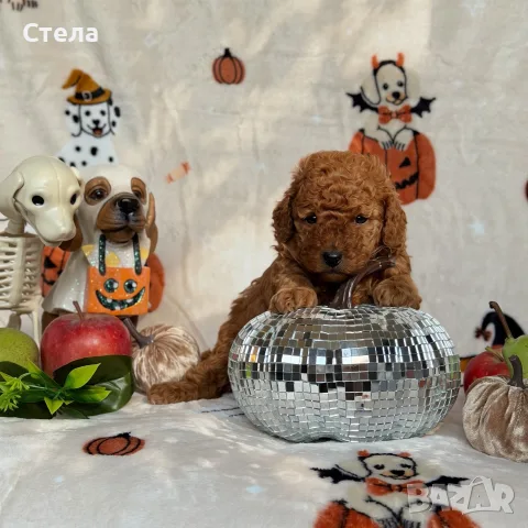 Toy poodle той пудел, снимка 8 - Пудели - 56555077