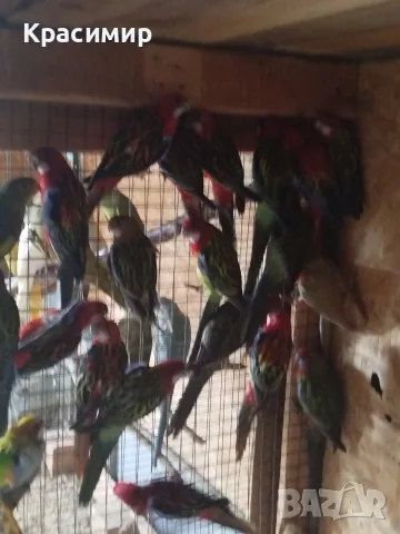 различни видове птици , снимка 5 - Папагали - 56565502