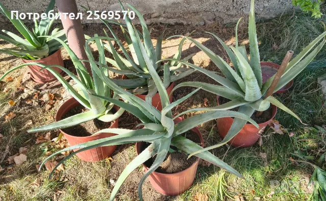 🌿 ПРОДАВАМ ЛЕЧЕБНО АЛОЕ ВЕРА 🌿 , снимка 7 - Стайни растения - 56662282