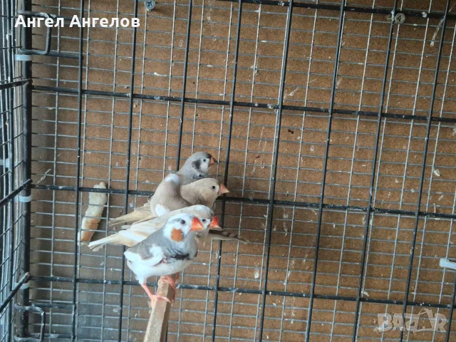 амадини зеброви амадини 