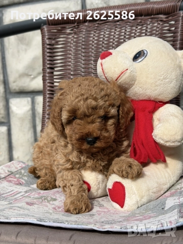 Той пудел toy poodle МОМЧЕ , снимка 7 - Пудели - 56356970