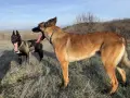 Продавам Кученца Малиноа, снимка 3