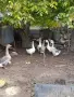 Продавам осем гъски, снимка 2