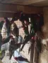 различни видове птици , снимка 5