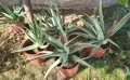 🌿 ПРОДАВАМ ЛЕЧЕБНО АЛОЕ ВЕРА 🌿 , снимка 7
