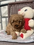 Той пудел toy poodle МОМЧЕ , снимка 7