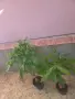 Пахира дървото на късмета, снимка 2