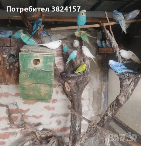 Вълнисти папагали