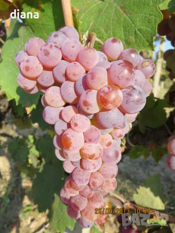 Лозници червен мискет