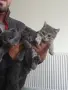 Британчета (две женски и 1 мъжко), снимка 2