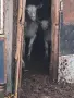Бременни кози и пърчове, снимка 7