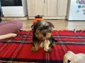 Продавам мини йоркширски терие, снимка 3