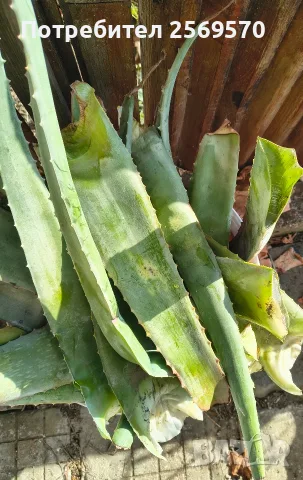 🌿 ПРОДАВАМ ЛЕЧЕБНО АЛОЕ ВЕРА 🌿 , снимка 2 - Стайни растения - 56662282