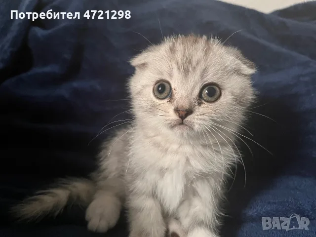 Британски котета