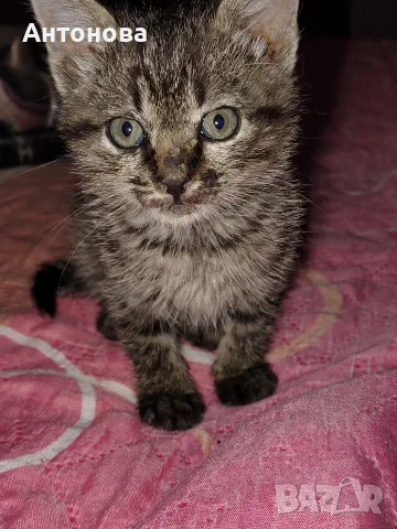 малко коте търси дом!, снимка 2 - Други - 56656703