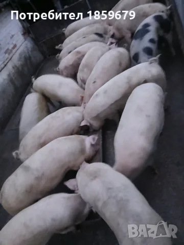 Продавам прасета за клане