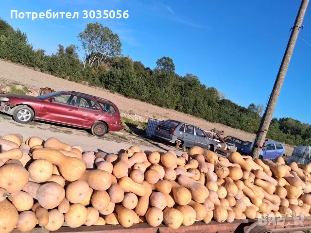 Продавам текви- цигулки и бели тикви, снимка 5 - Домашни продукти - 56555593