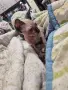 Котенце сфинкс, мъжко, снимка 5