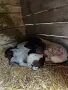 Продавам чистокръвни курцхари, снимка 12