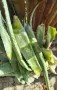 🌿 ПРОДАВАМ ЛЕЧЕБНО АЛОЕ ВЕРА 🌿 , снимка 2