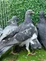 Пощенски гълъби, снимка 6