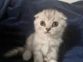 Британски котета, снимка 1