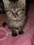 малко коте търси дом!, снимка 2