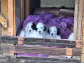 Кученца английски сетер, снимка 2