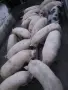 Продавам прасета за клане, снимка 1