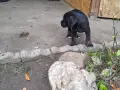 Продавам кученца Кане Корсо , снимка 3