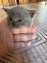 6 британски котенца късокосмести , снимка 16