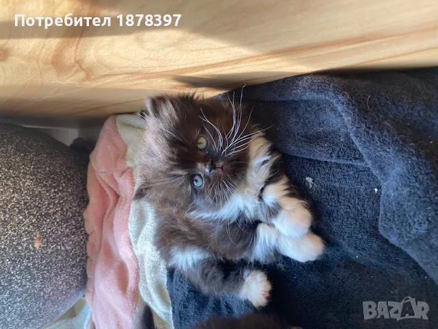 Персийски котета