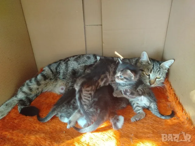 малки сладки котенца, снимка 3 - Други - 56735994