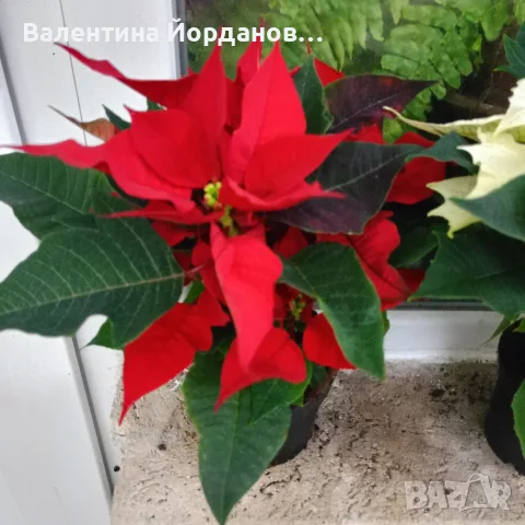 коледна звезда три цвята , снимка 2 - Стайни растения - 56698196