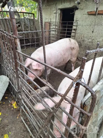 домашни прасета за продажба
