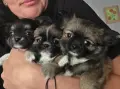 чихуахуа момиченце , снимка 1