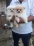 померанчета момченце и Момиченце , снимка 1