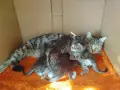 малки сладки котенца, снимка 3
