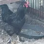 Продавам  петли, снимка 2