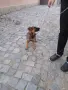 Малки немски овчарски!, снимка 13