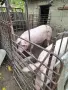 домашни прасета за продажба, снимка 1
