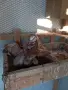 Китайски чайки., снимка 4