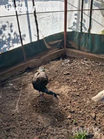 Паун зелен женска , снимка 2 - други­ - 56565079