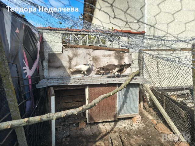 Продавам пауни Арлекини и индийски