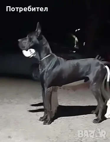 Немски дог Great dane