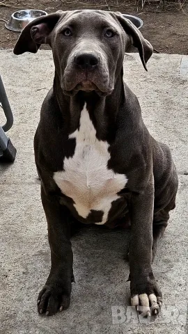 Американско Були Хл American bully Xl , снимка 4 - Питбул - 56611521